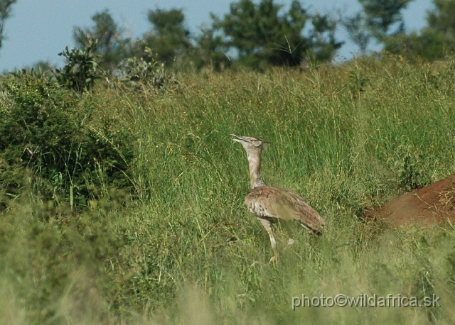 puku rsa 266.jpg - Kori Bustard (Ardeotis kori)